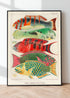 Thin Black Wood Framed Great Barrier Reef Fishes Vintage Illustration Wall Art Print